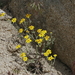 Eriophyllum ambiguum - Photo (c) Nature Ali,  זכויות יוצרים חלקיות (CC BY-NC-ND), הועלה על ידי Nature Ali