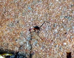 Leptomyrmex rufithorax