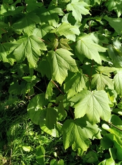Acer pseudoplatanus