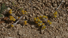 Eriophyllum pringlei
