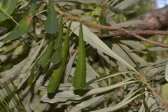 Banksia integrifolia compar