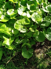 Petasites pyrenaicus