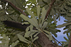 Banksia integrifolia compar