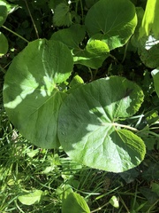 Petasites pyrenaicus