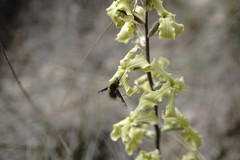 Bombylius fimbriatus