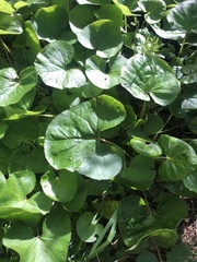 Petasites pyrenaicus