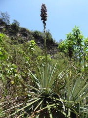 Puya glomerifera