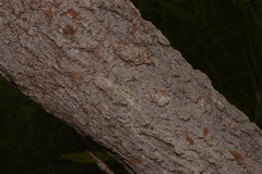 Banksia integrifolia compar