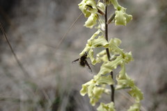 Bombylius fimbriatus