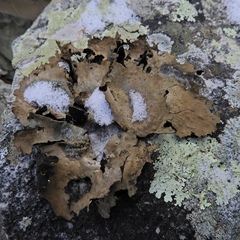 Lasallia pensylvanica