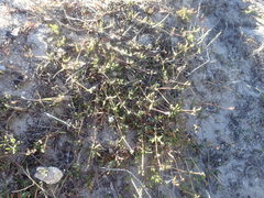 Drosanthemum intermedium