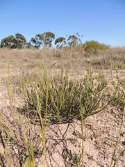 Phylica thunbergiana