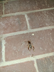 Anurogryllus arboreus