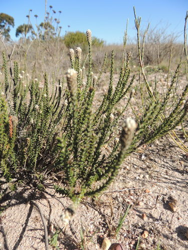 Image of Phylica thunbergiana by (c) Jacques van der Merwe, some rights reserved (CC BY-SA)