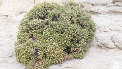 Ericameria cuneata cuneata