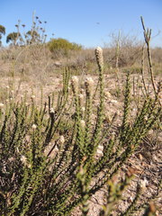 Phylica thunbergiana