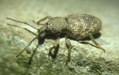 Curculionidae