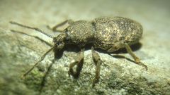 Curculionidae