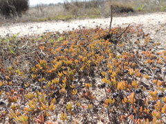 Lampranthus debilis