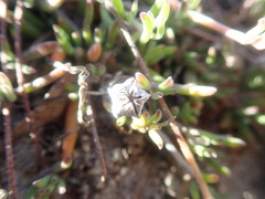 Drosanthemum intermedium