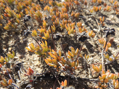 Image of Lampranthus debilis by (c) Jacques van der Merwe, some rights reserved (CC BY-SA)