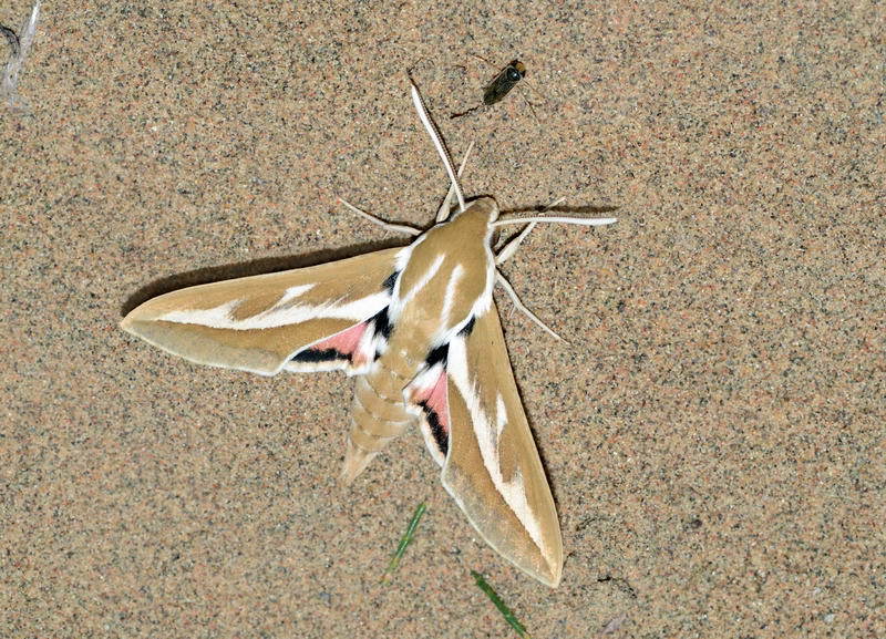 bean-caper hawkmoth