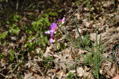 Lathyrus digitatus