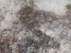 Drosanthemum intermedium