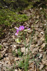Lathyrus digitatus