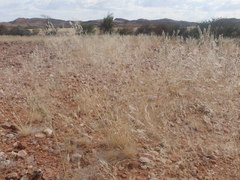 Stipagrostis ciliata