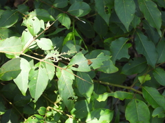 Choreutis amethystodes