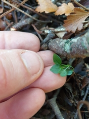 Pterostylis brumalis