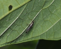 Ichthyurus nigripennis