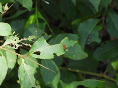 Choreutis amethystodes