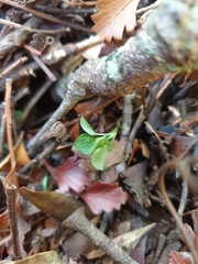 Pterostylis brumalis