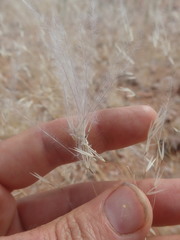 Stipagrostis ciliata