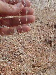 Stipagrostis ciliata