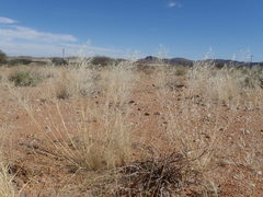Stipagrostis ciliata