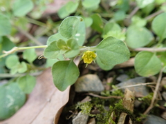 Lysimachia japonica