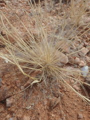 Stipagrostis ciliata