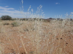 Stipagrostis ciliata