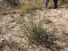 Podalyria microphylla