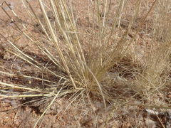 Stipagrostis ciliata