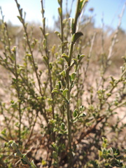 Podalyria microphylla