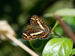 Araschnia prorsoides