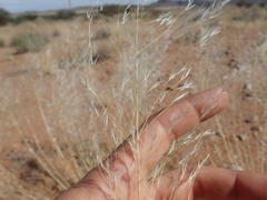 Stipagrostis ciliata