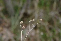 Linum corymbulosum