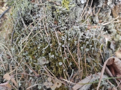 Cladonia