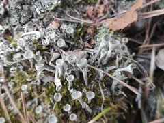 Cladonia
