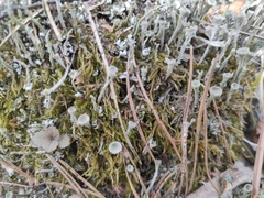 Cladonia